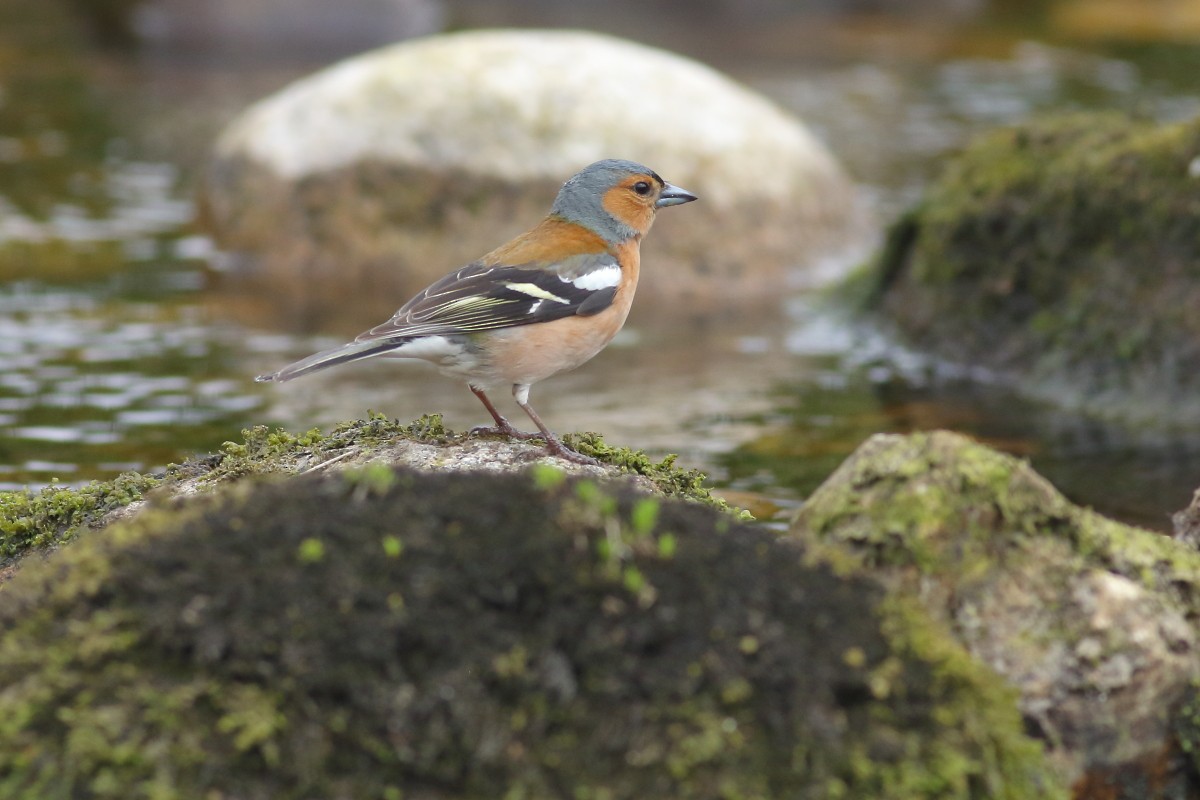 Common Chaffinch - Grzegorz Burkowski