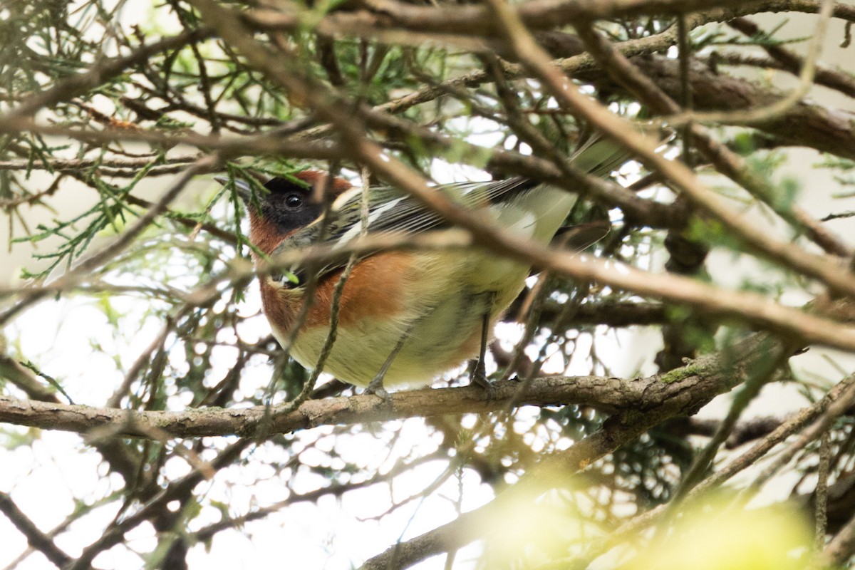 Bay-breasted Warbler - Kees de Mooy