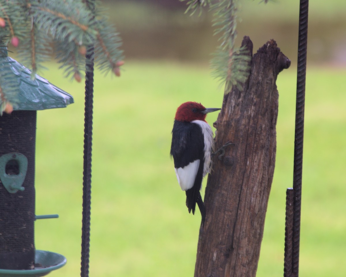 Red-headed Woodpecker - Candace Trost