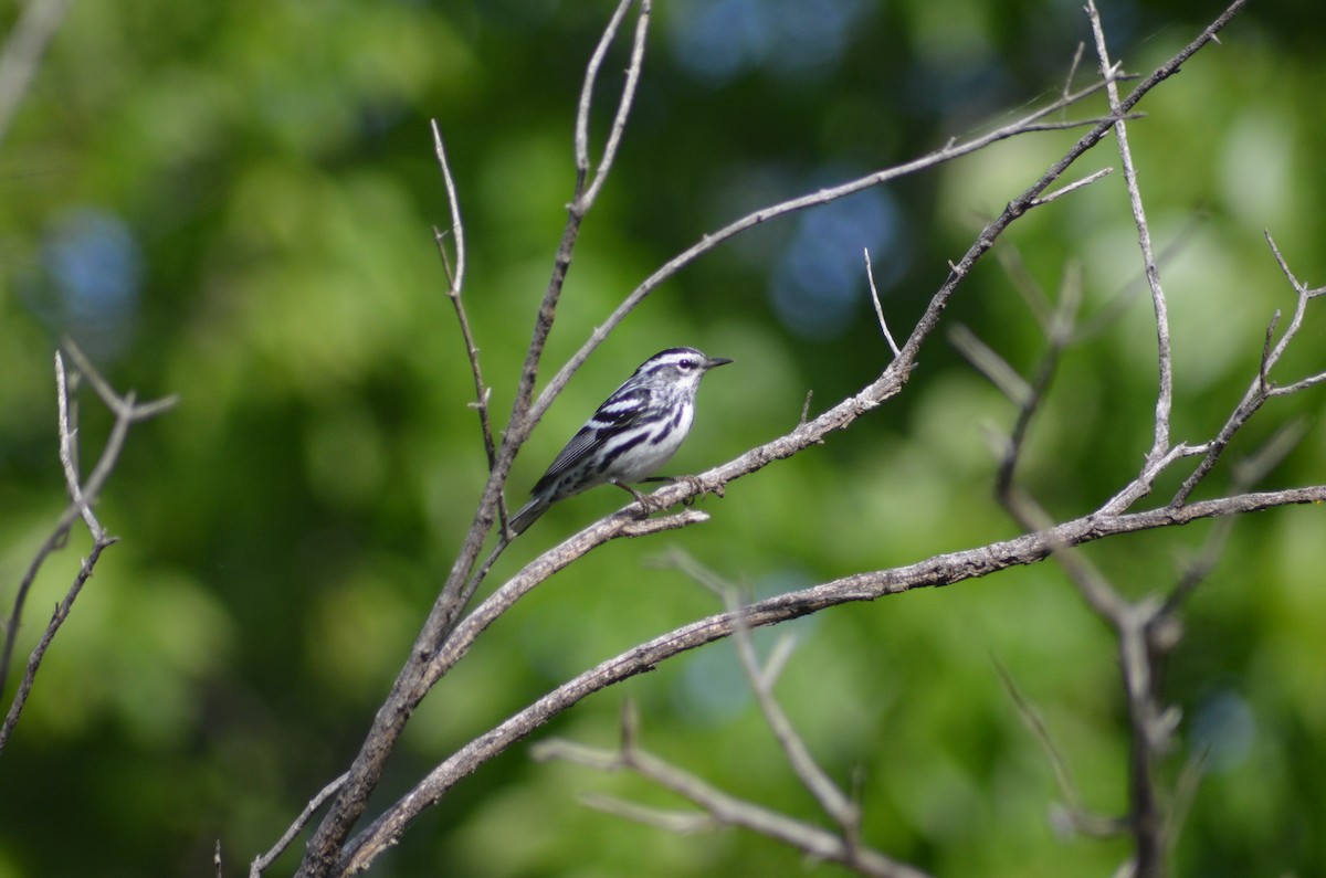 Black-and-white Warbler - Isaac Worrall
