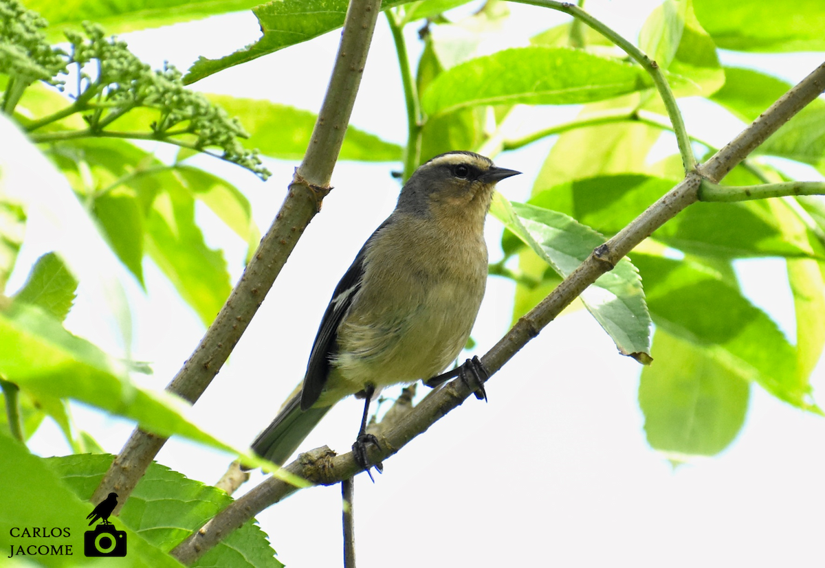 Cinereous Conebill - Carlos Jácome