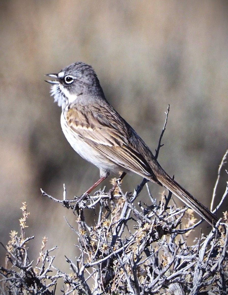 Sagebrush Sparrow - ML619573701