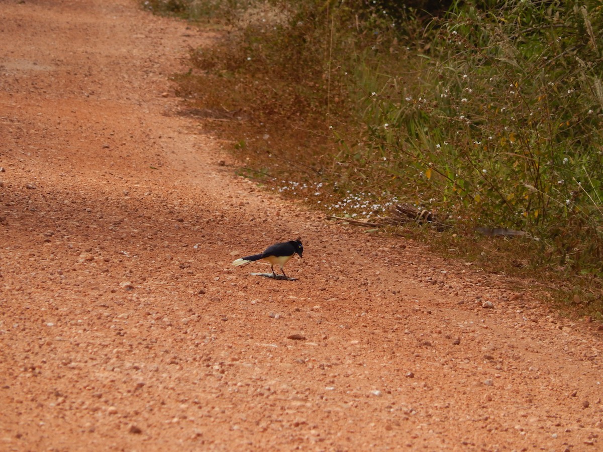 Plush-crested Jay - Fabiana Santos de Oliveira