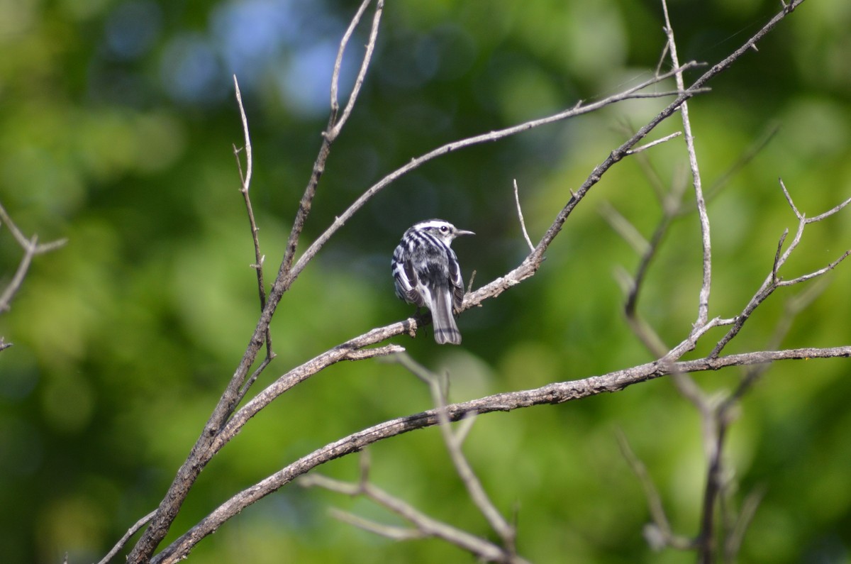 Black-and-white Warbler - ML619573710