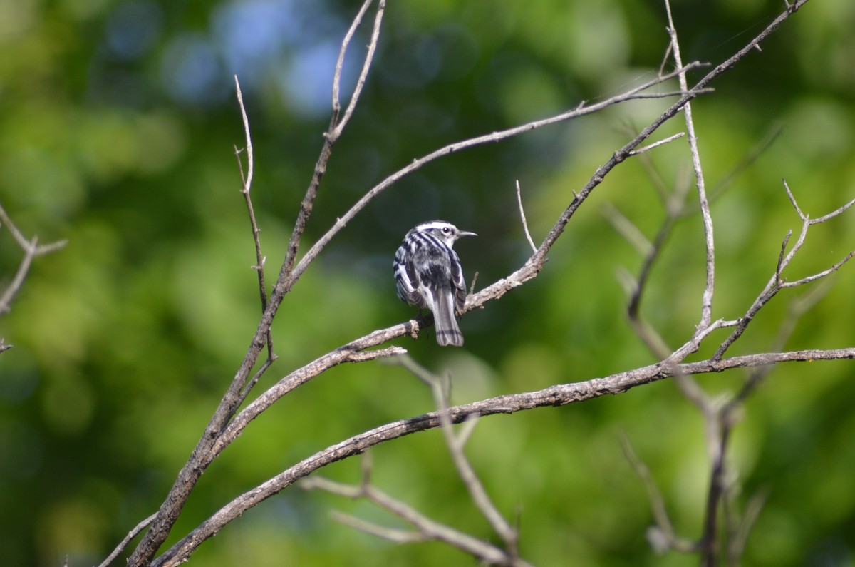 Black-and-white Warbler - Isaac Worrall