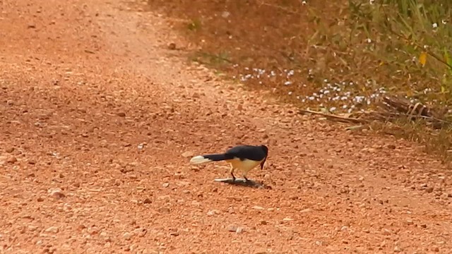 plysjskrike - ML619573712