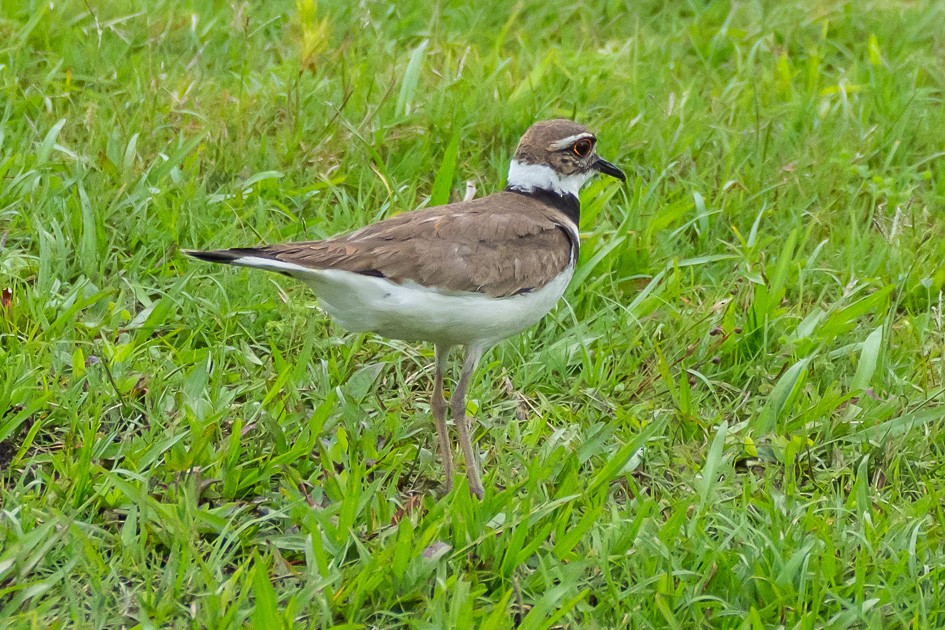 Killdeer - Olwen Jarvis