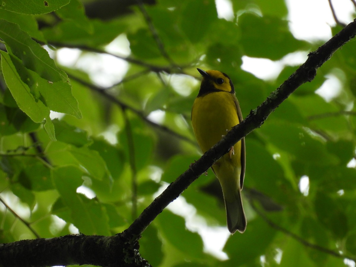 Hooded Warbler - Riley Saxton