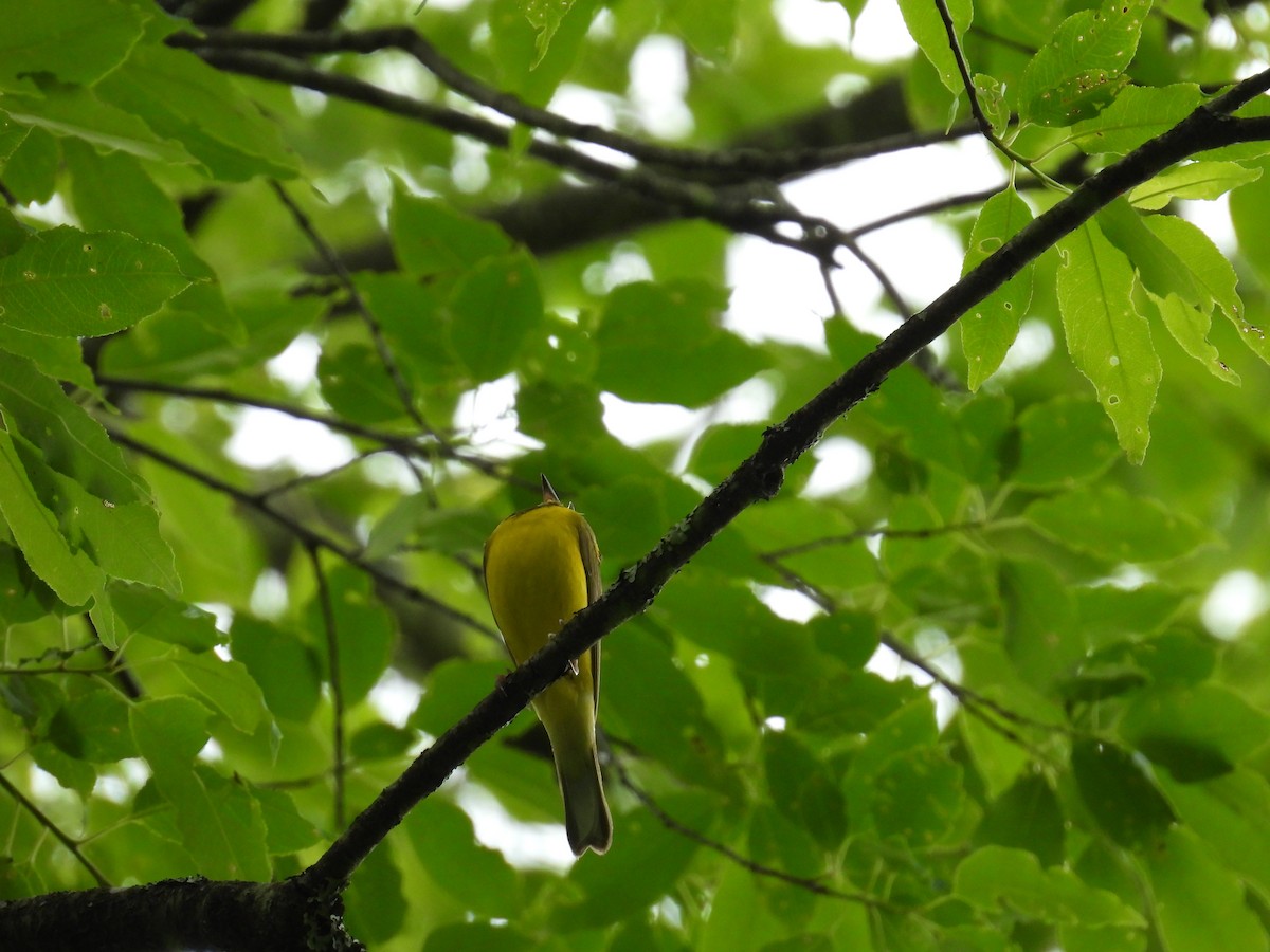 Hooded Warbler - Riley Saxton