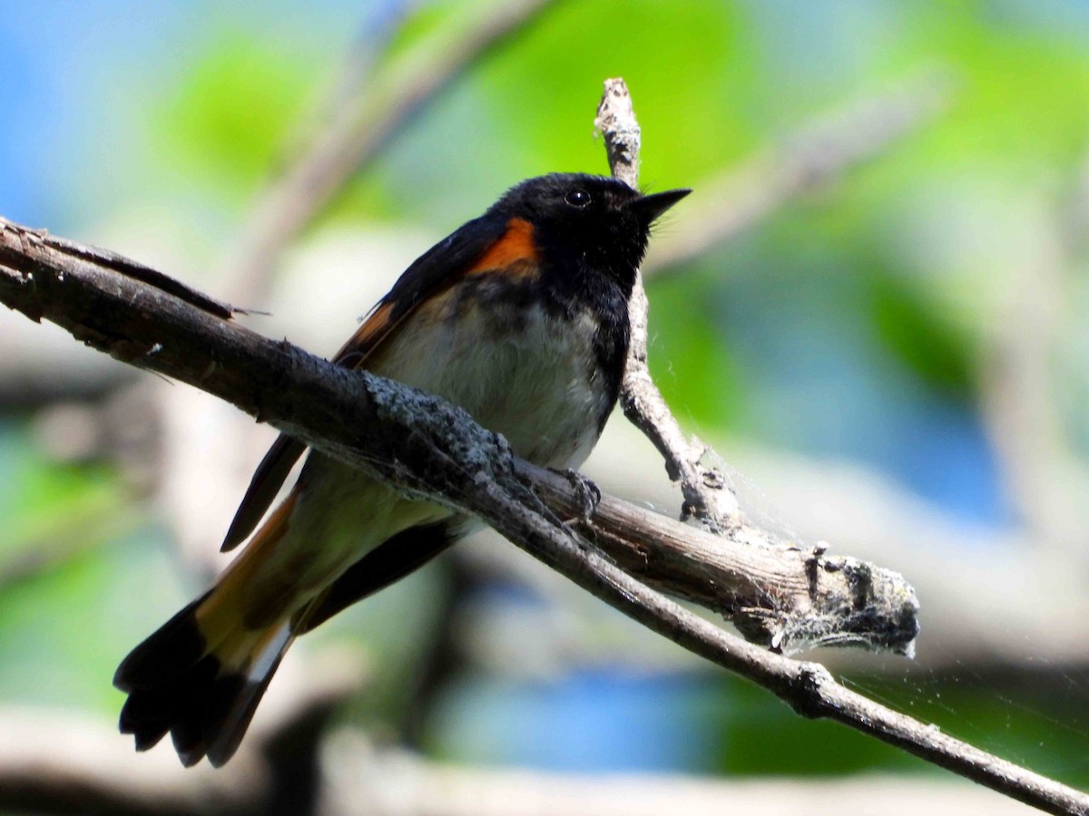 American Redstart - ML619573724