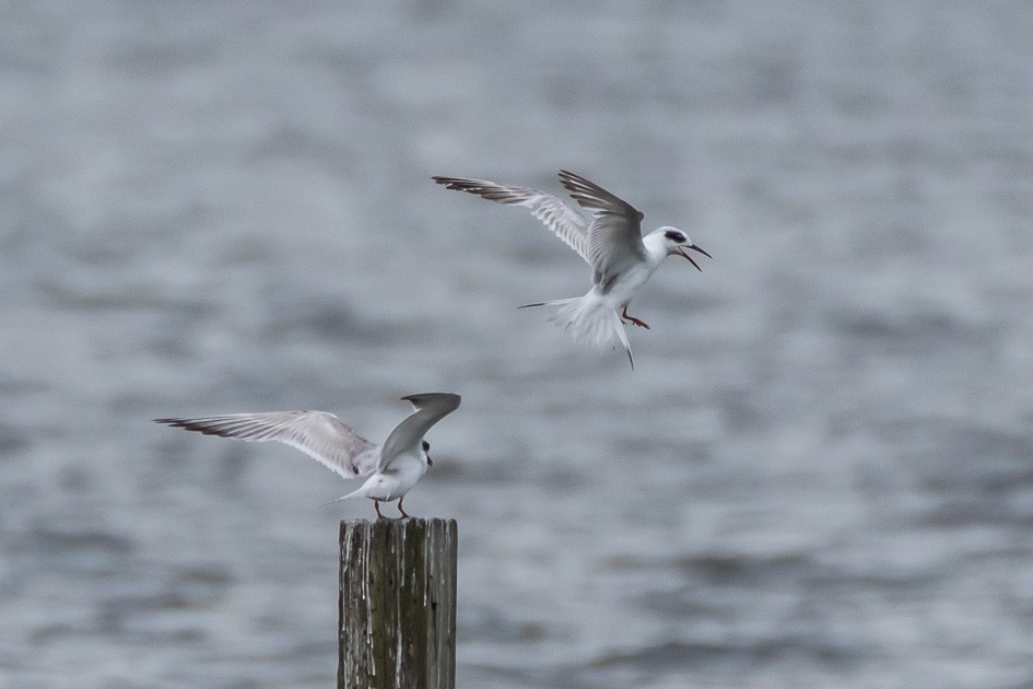 Forster's Tern - Olwen Jarvis