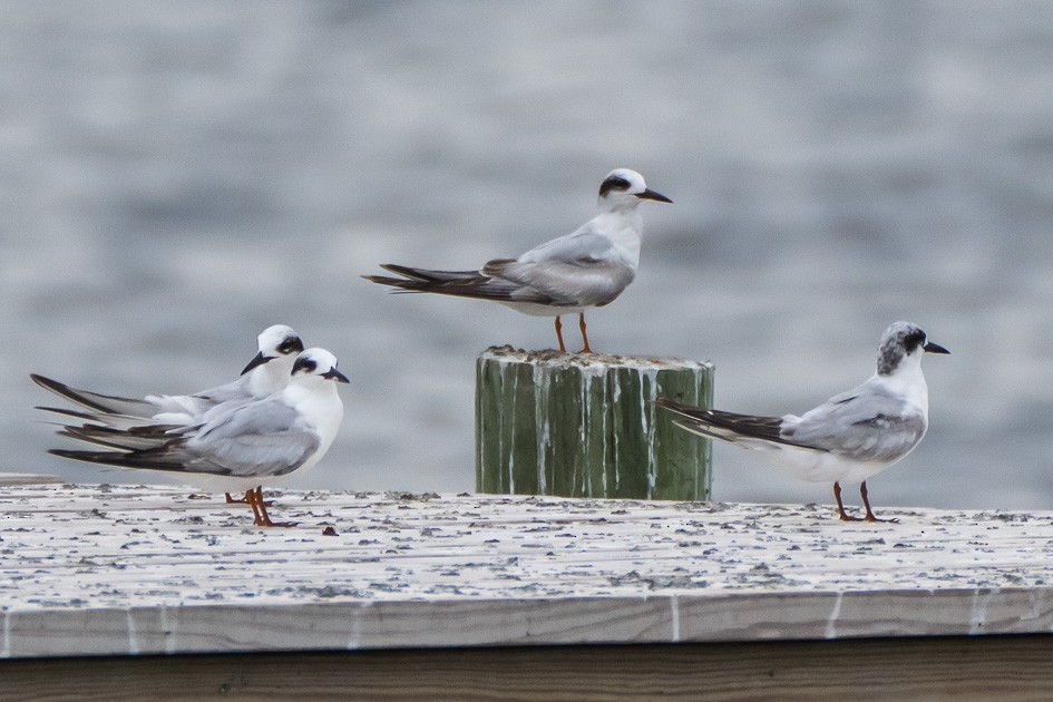 Forster's Tern - Olwen Jarvis