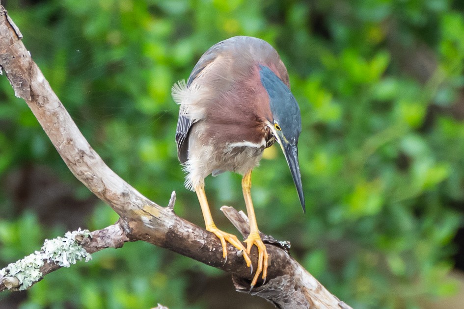 Green Heron - Olwen Jarvis