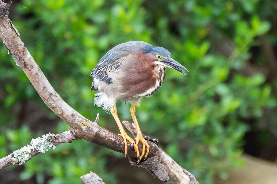 Green Heron - Olwen Jarvis