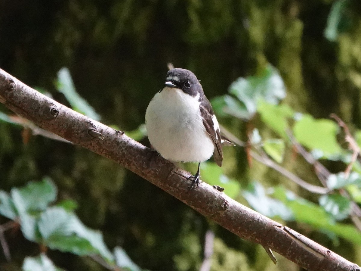 European Pied Flycatcher - David Astins