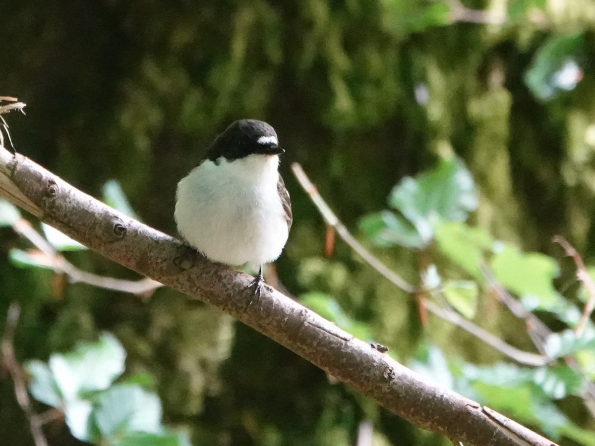 European Pied Flycatcher - David Astins