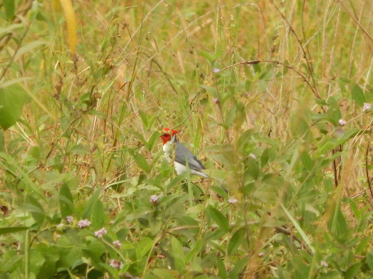 Yellow-billed Cardinal - ML619573749