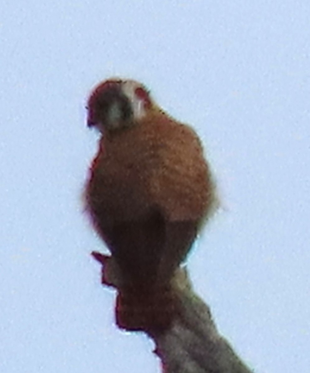 American Kestrel - BEN BAILEY