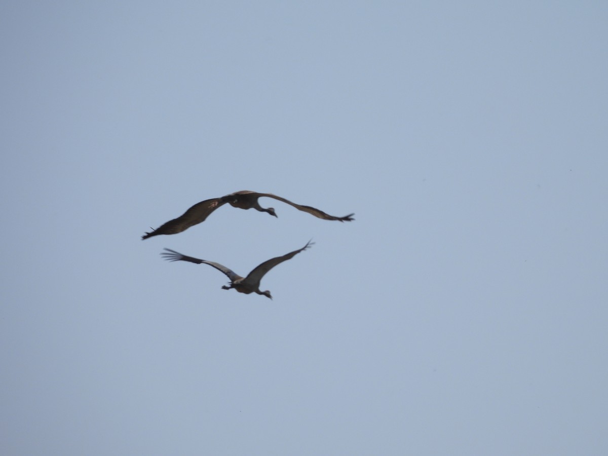 Common Crane - Jose Zarapico