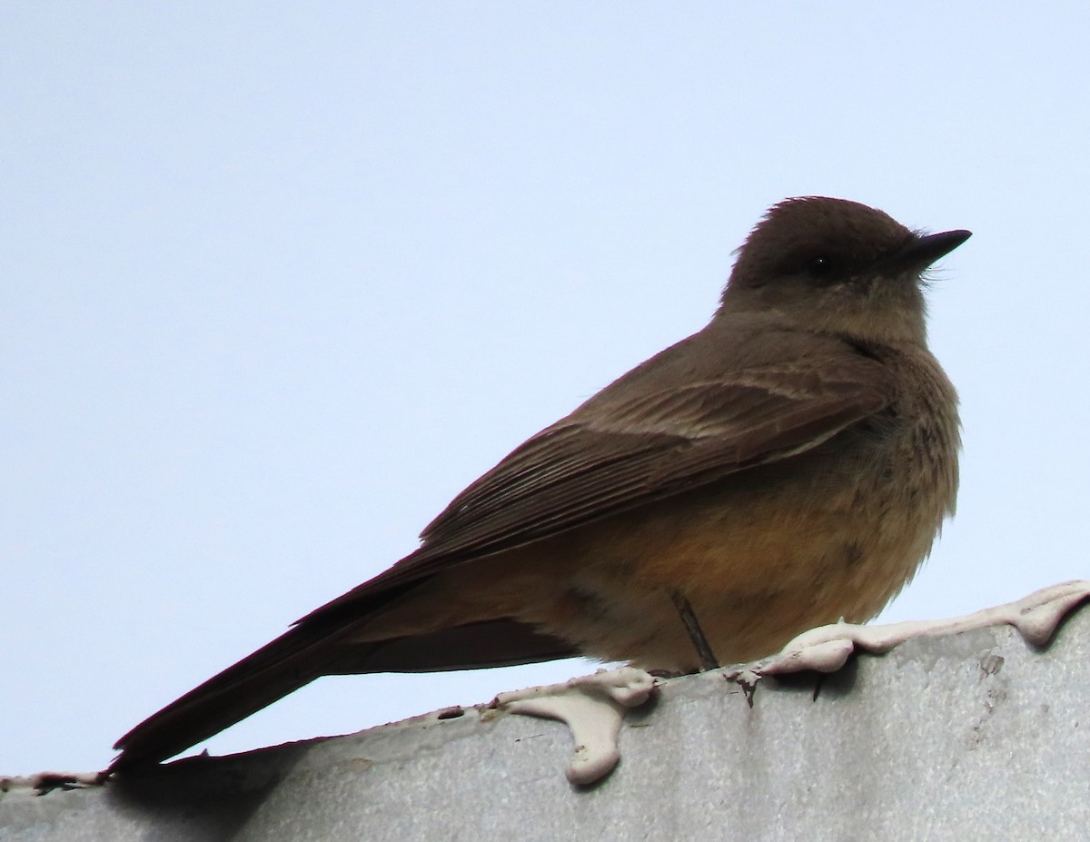 Say's Phoebe - BEN BAILEY