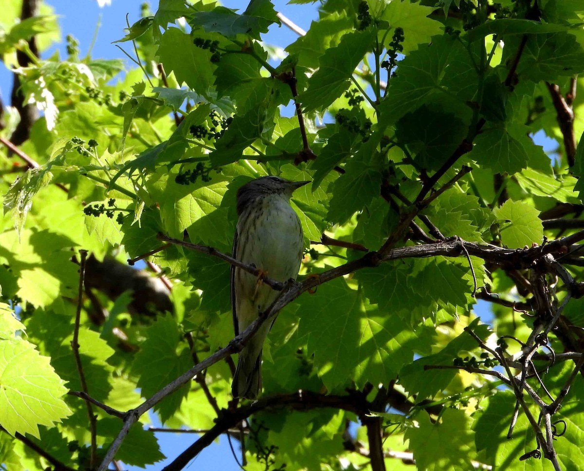 Paruline rayée - ML619573772