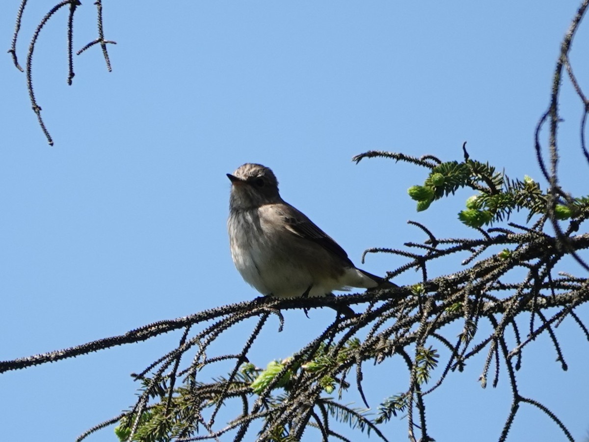 Spotted Flycatcher - David Astins