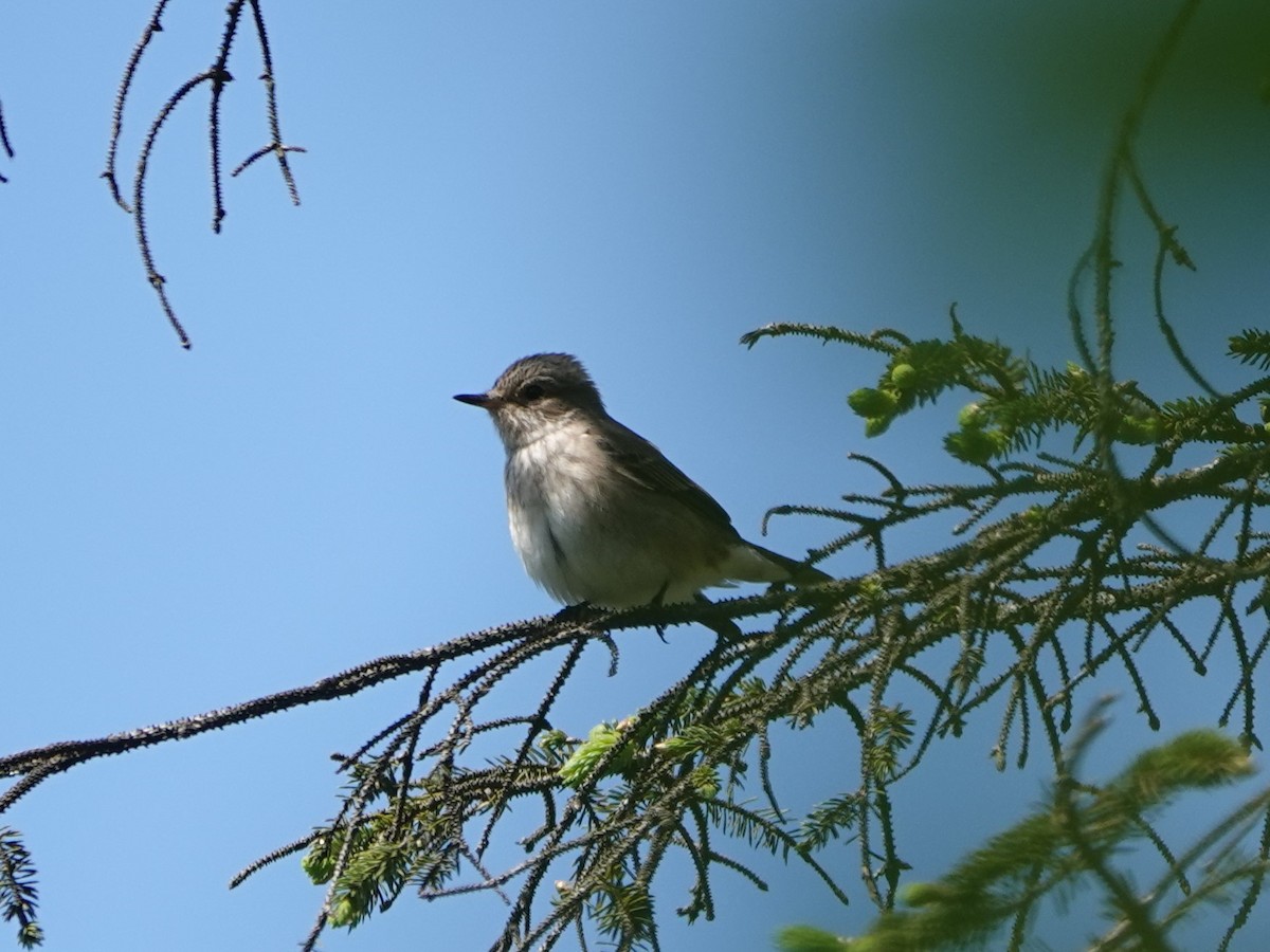 Spotted Flycatcher - David Astins