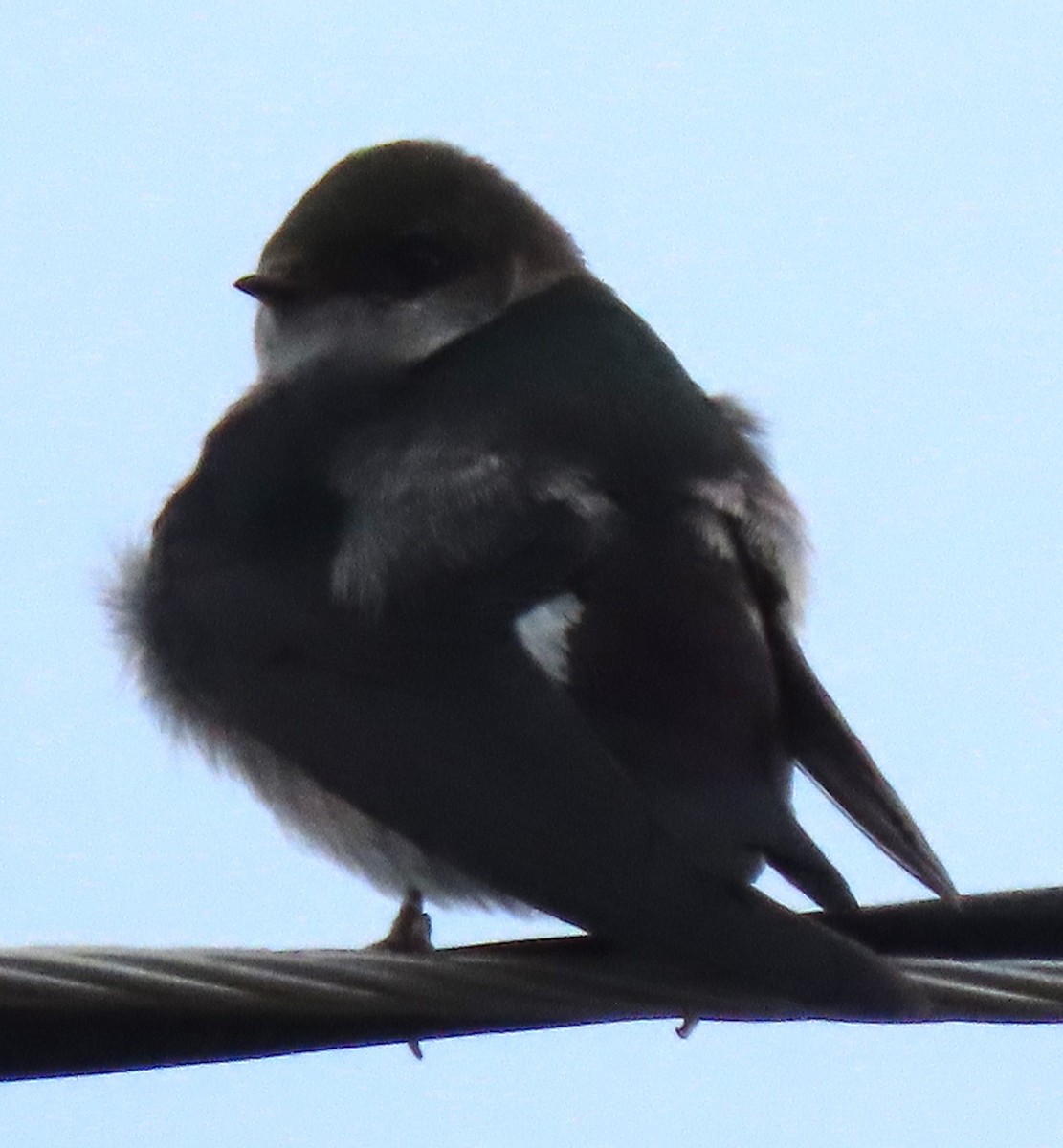 Tree Swallow - BEN BAILEY