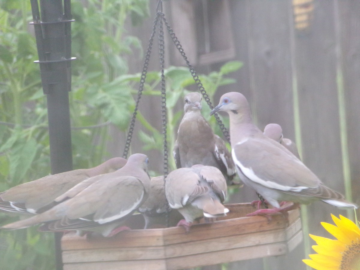 White-winged Dove - Texas Bird Family