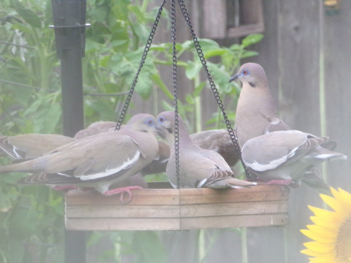 White-winged Dove - Texas Bird Family