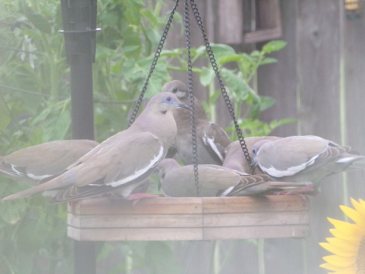 White-winged Dove - Texas Bird Family