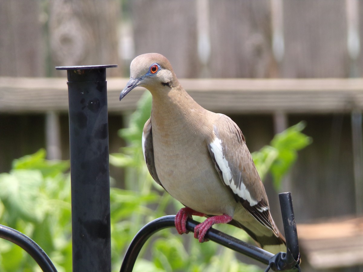 White-winged Dove - Texas Bird Family