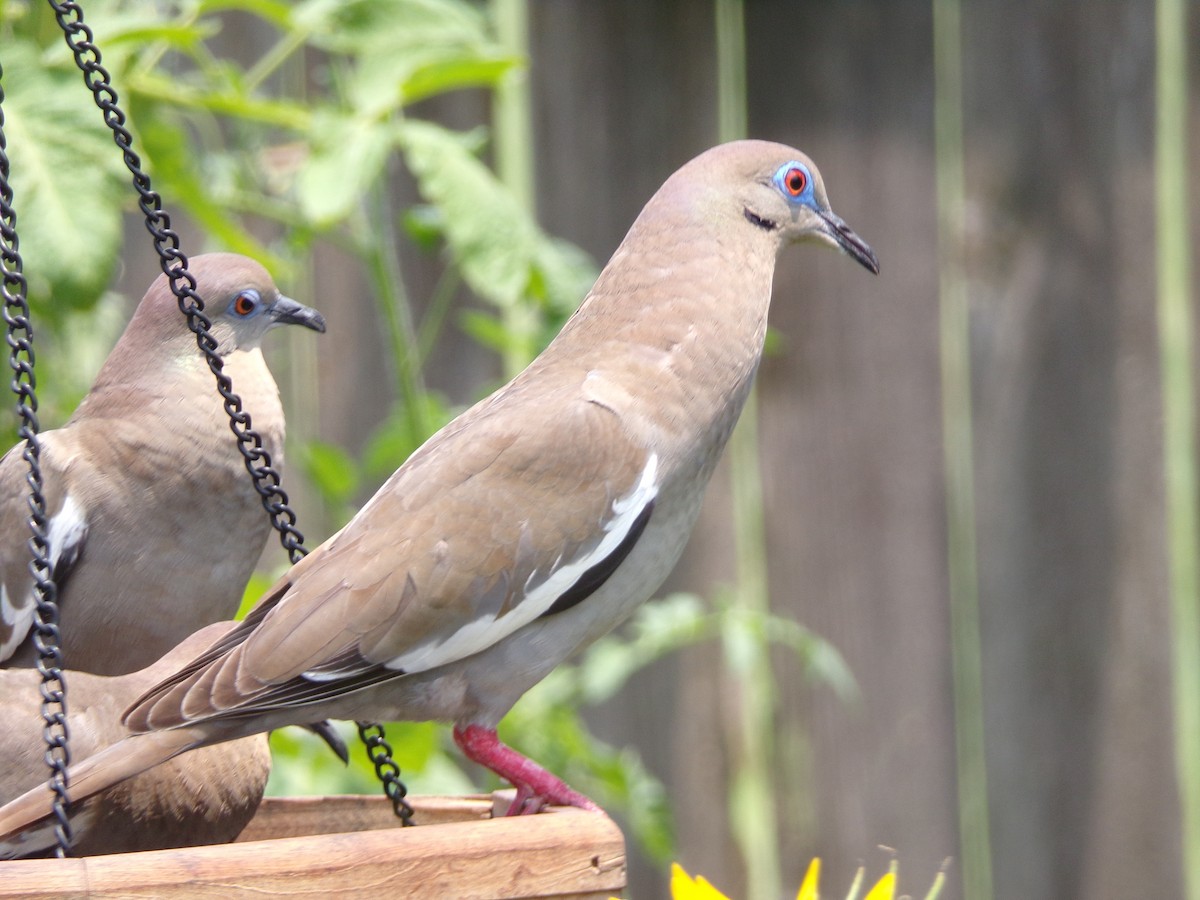 White-winged Dove - Texas Bird Family