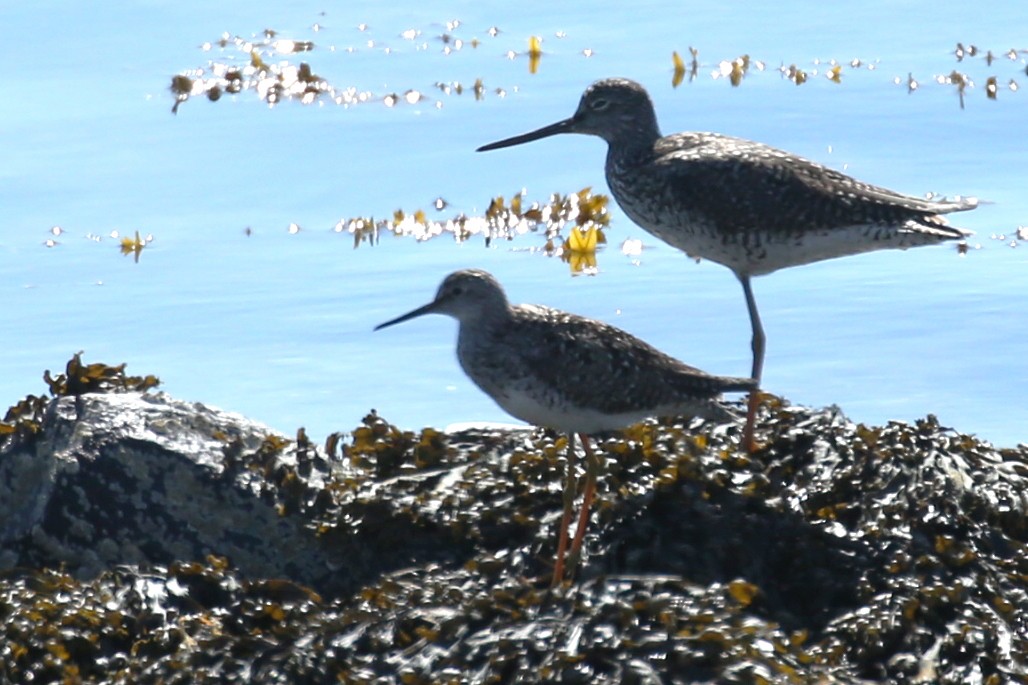 Lesser Yellowlegs - Henry Mauer