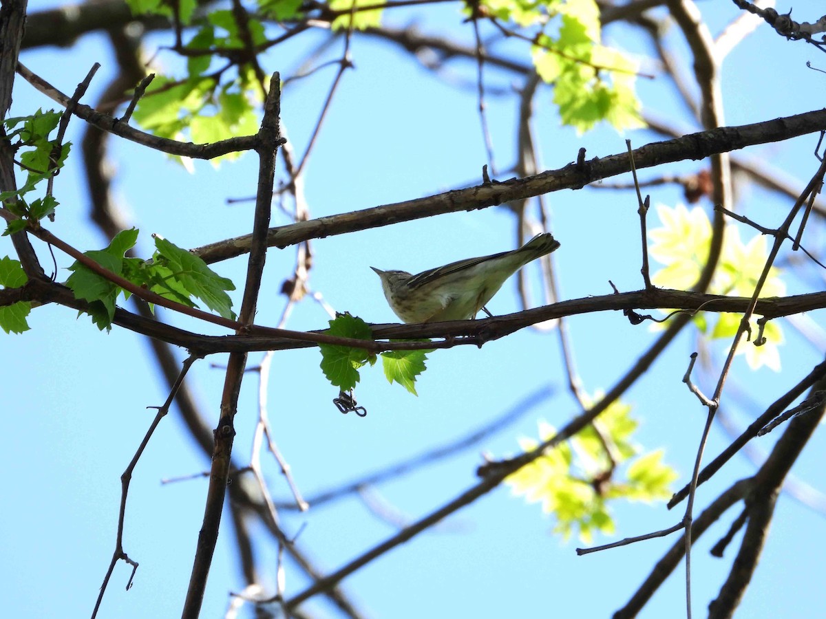 Blackpoll Warbler - Marc Belliard