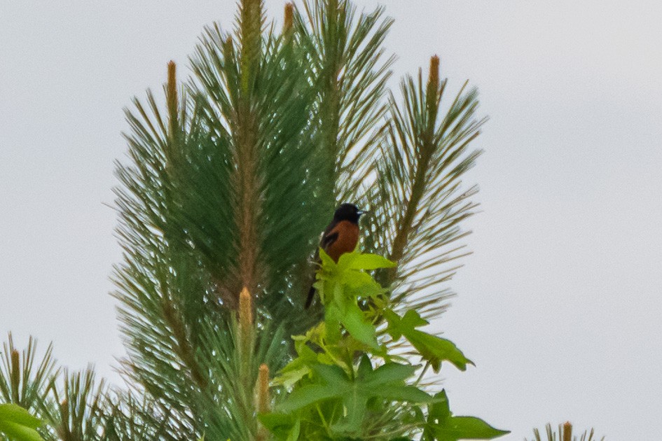 Orchard Oriole - Olwen Jarvis