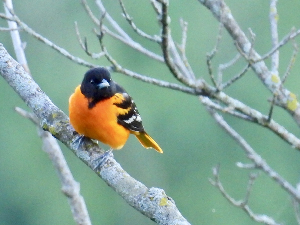Baltimore Oriole - Isaac Petrowitz