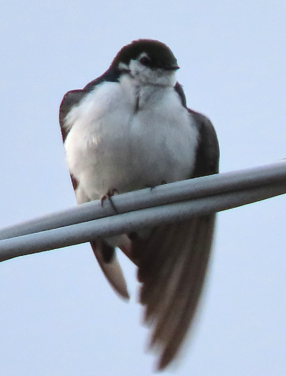 Violet-green Swallow - BEN BAILEY