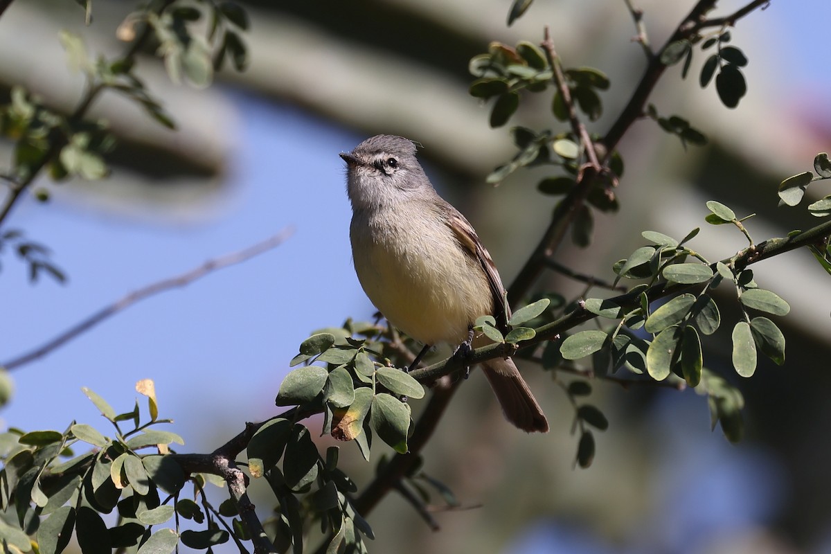 Straneck's Tyrannulet - Hubert Stelmach