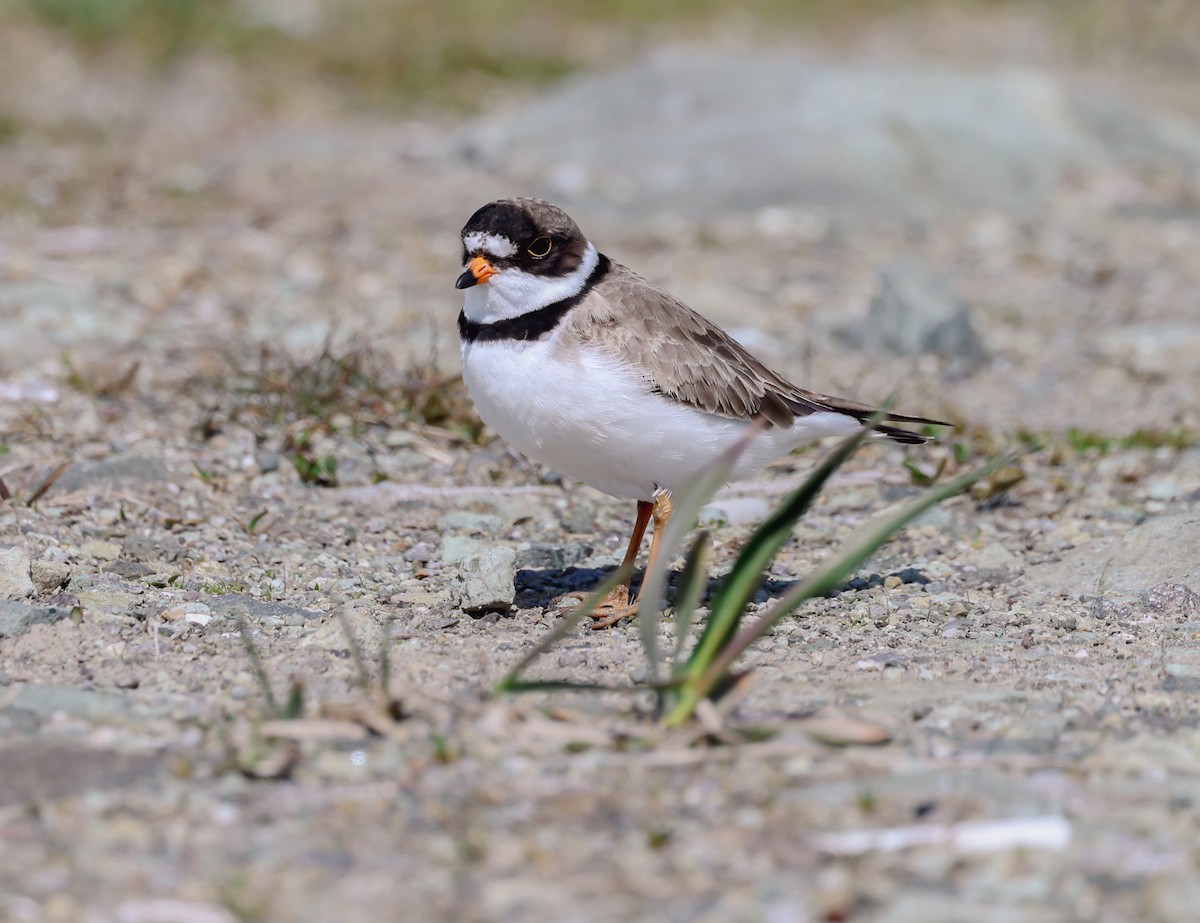 Semipalmated Plover - Lynda Lybeck-Robinson