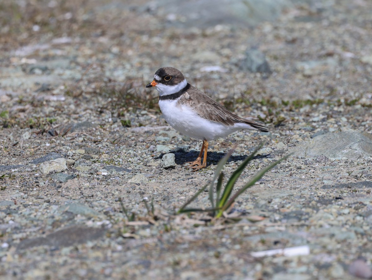 Semipalmated Plover - Lynda Lybeck-Robinson