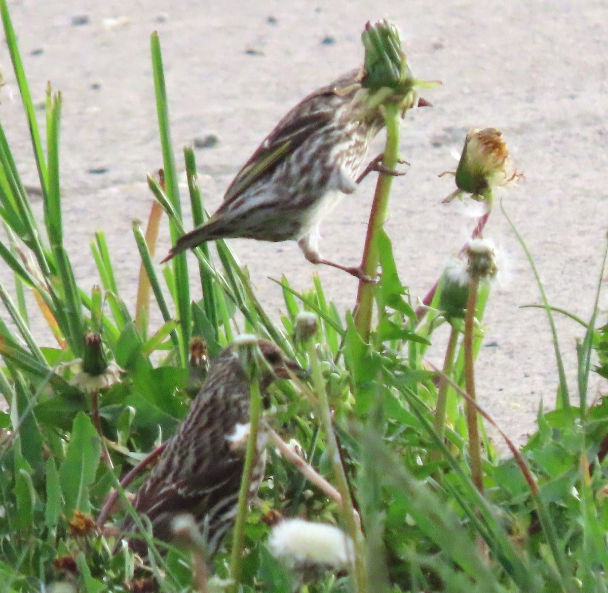 Pine Siskin - BEN BAILEY