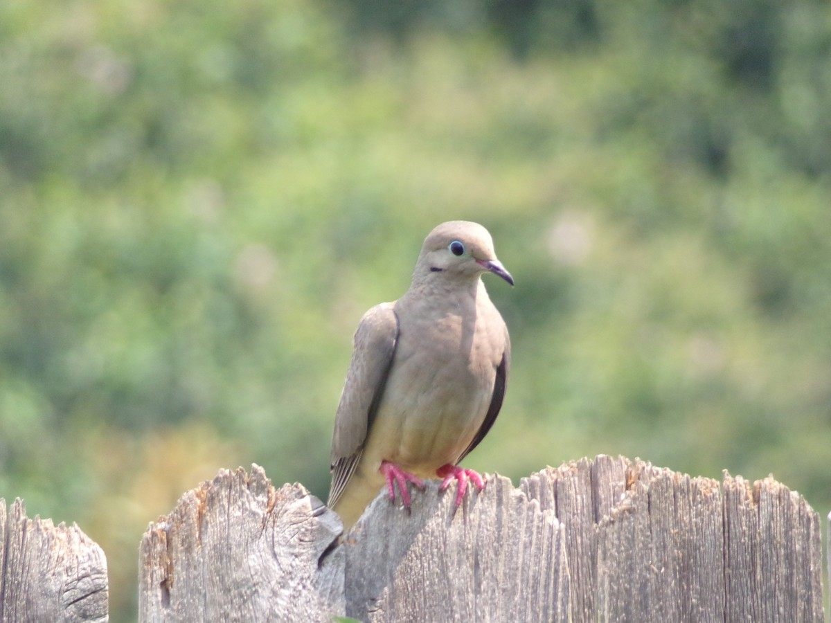 Mourning Dove - Texas Bird Family