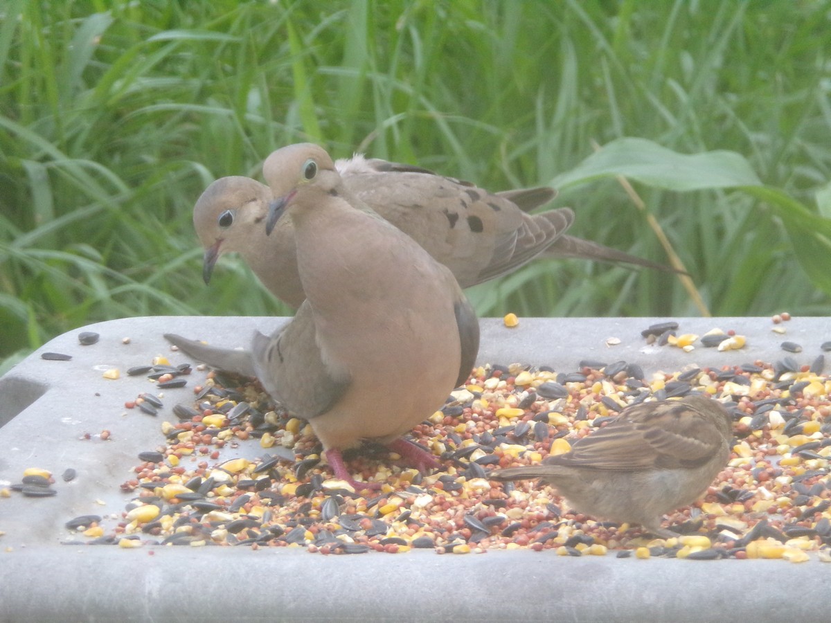 Mourning Dove - Texas Bird Family