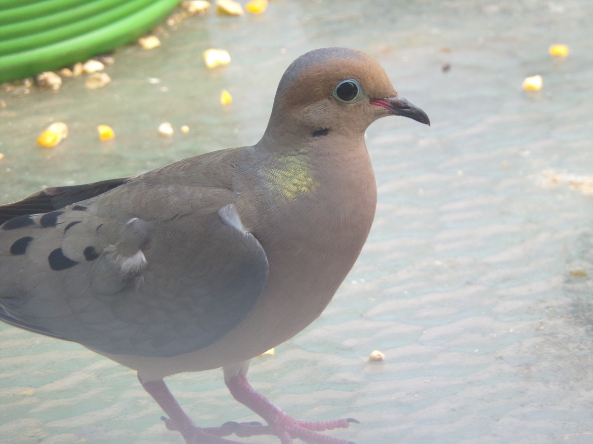 Mourning Dove - Texas Bird Family