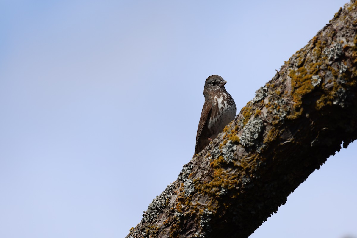 Fox Sparrow - Lynda Lybeck-Robinson