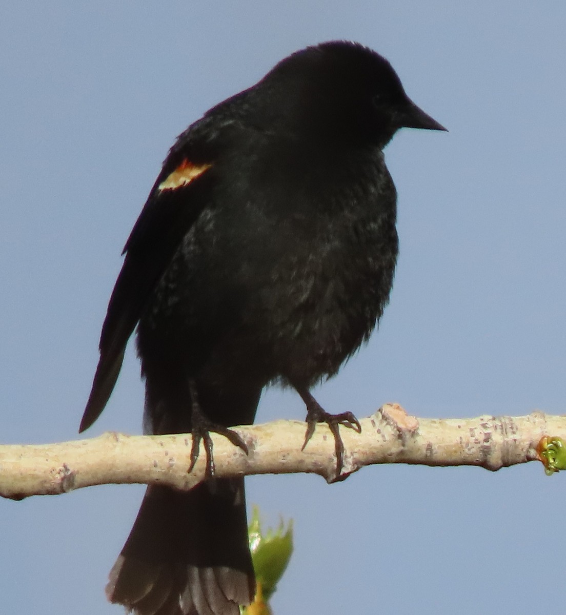 Red-winged Blackbird - BEN BAILEY