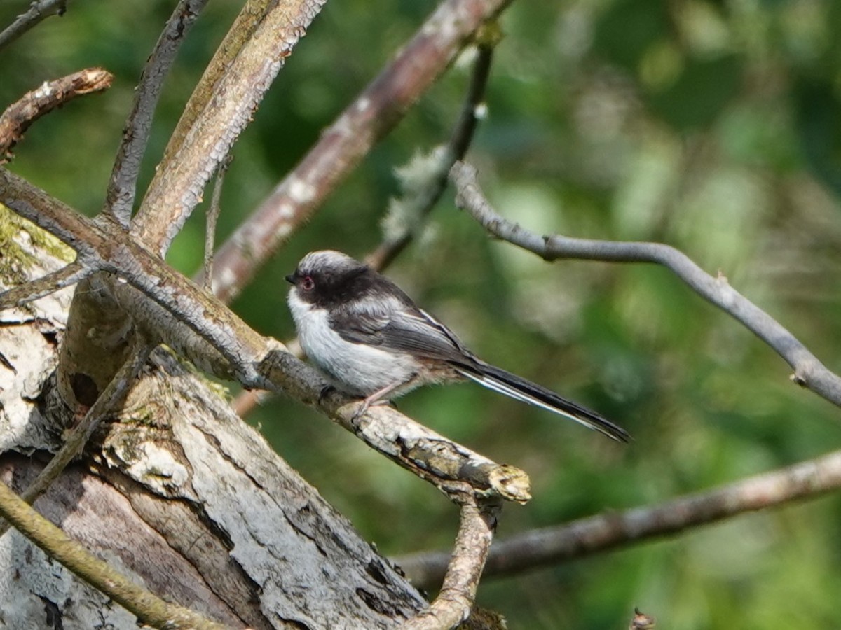 Long-tailed Tit - David Astins