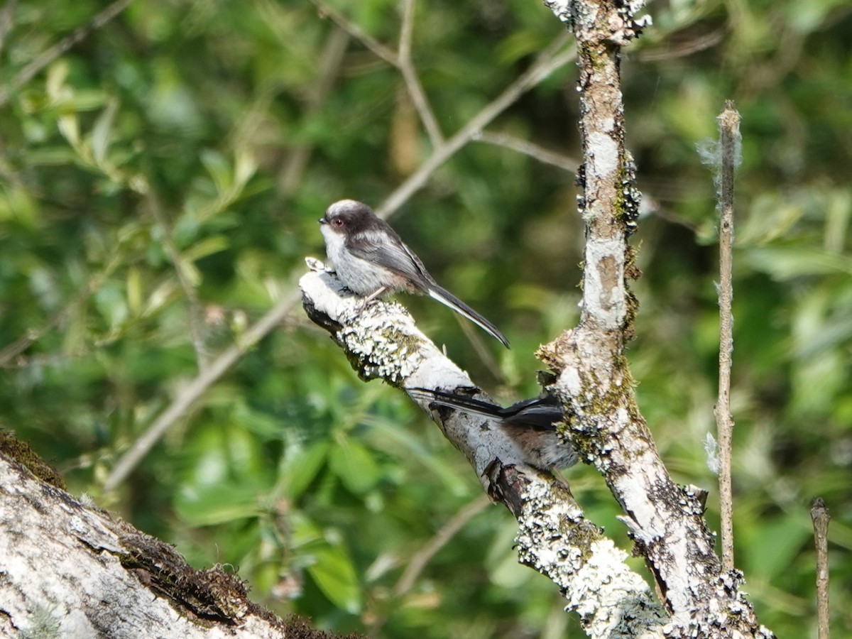 Long-tailed Tit - David Astins