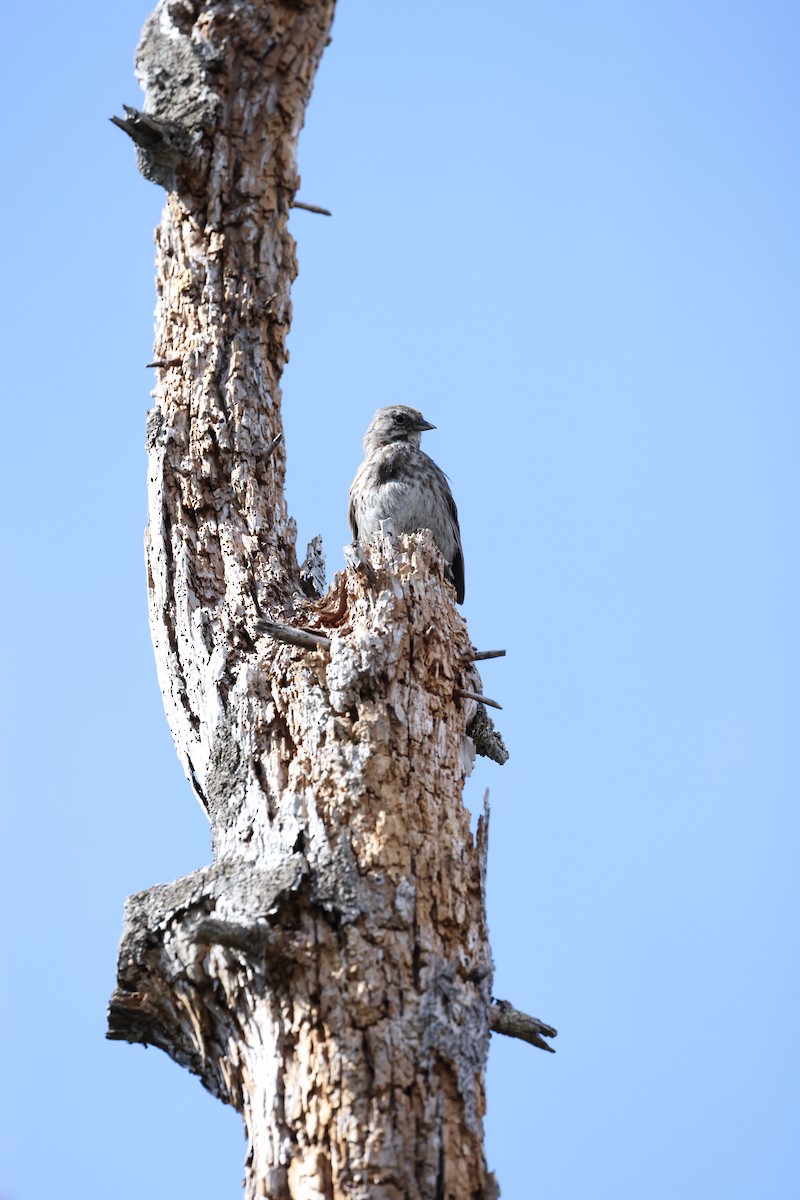 Song Sparrow - ML619573852